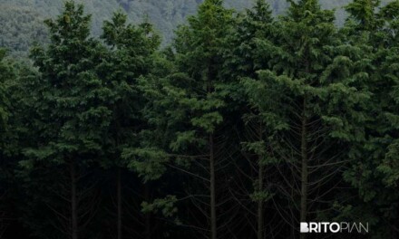 True or False: Evergreen Content Guarantees Content Relevance?